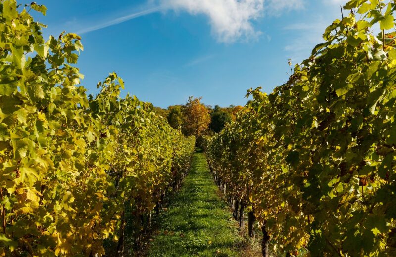 Pourquoi_les_collectionneurs_recherchent_les_grands_crus_de_Château_Lafite_Rothschild ?
